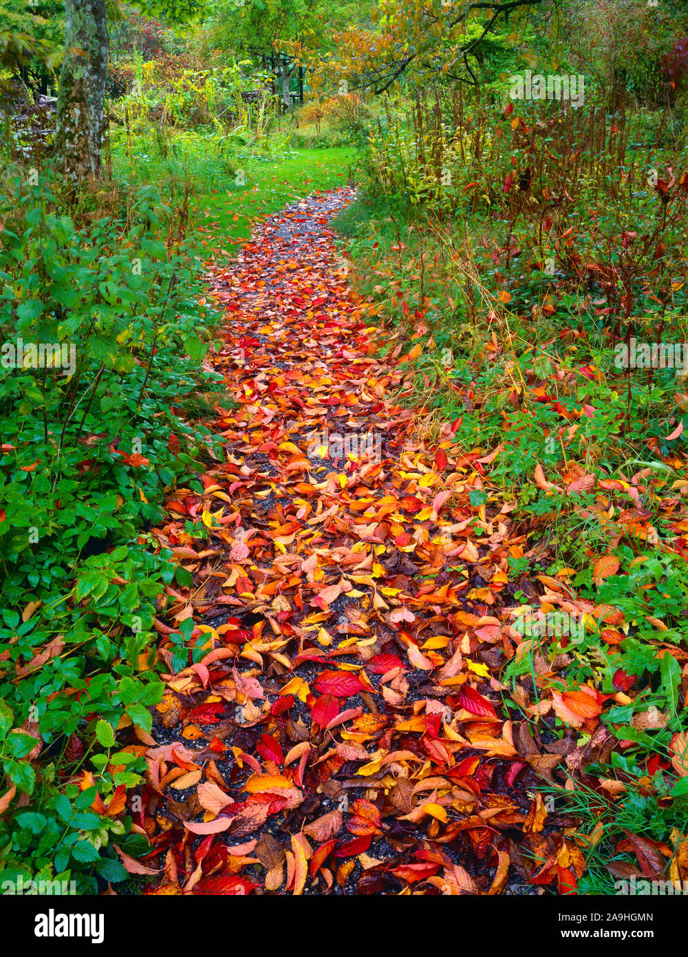 Forest path, Birr Castle Demense, Republic of Ireland, Thre hundred year old gardens,  County Offaly Stock Photo
