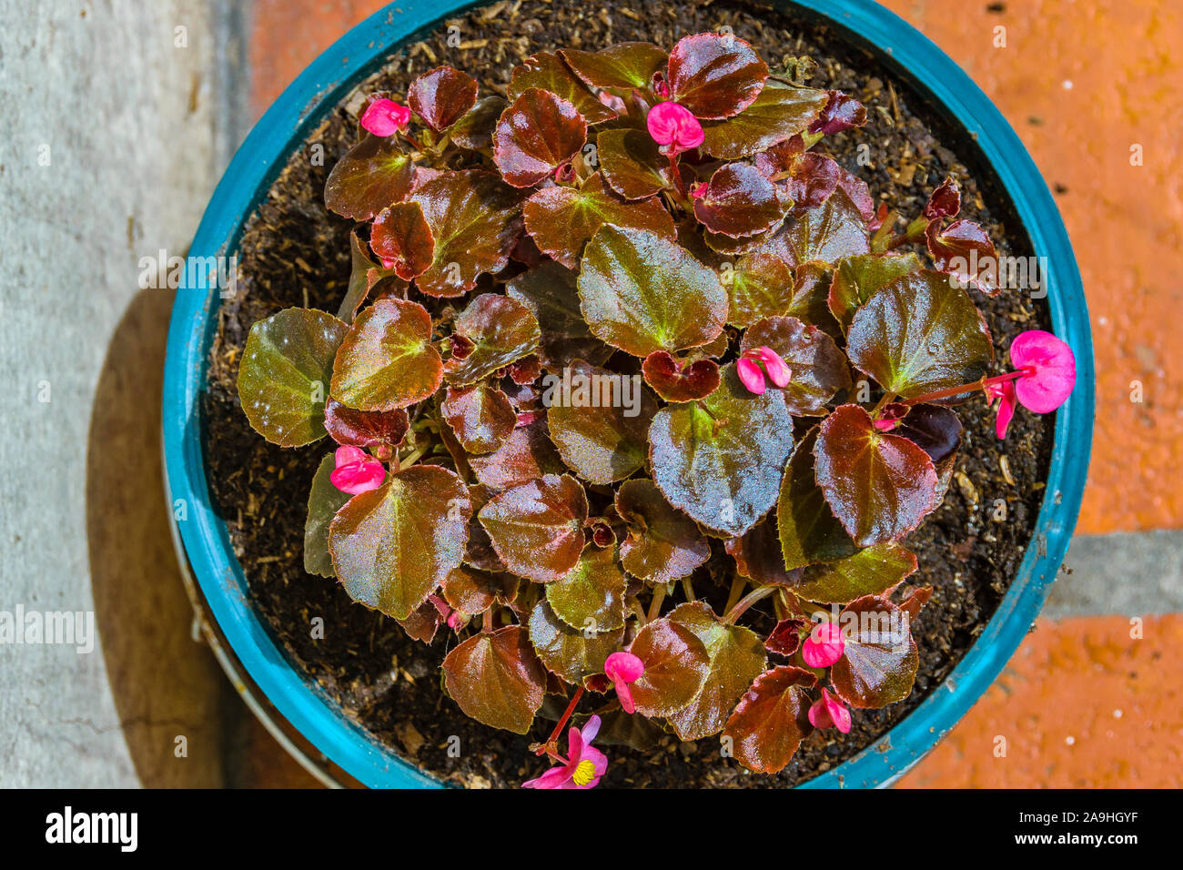 Top view pink flowers and magenta plants at pot in yard Stock Photo