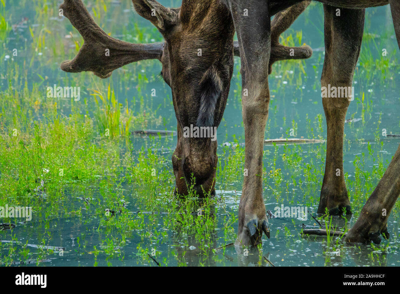 Alaskan moose grazing in the forest, Alaska Stock Photo
