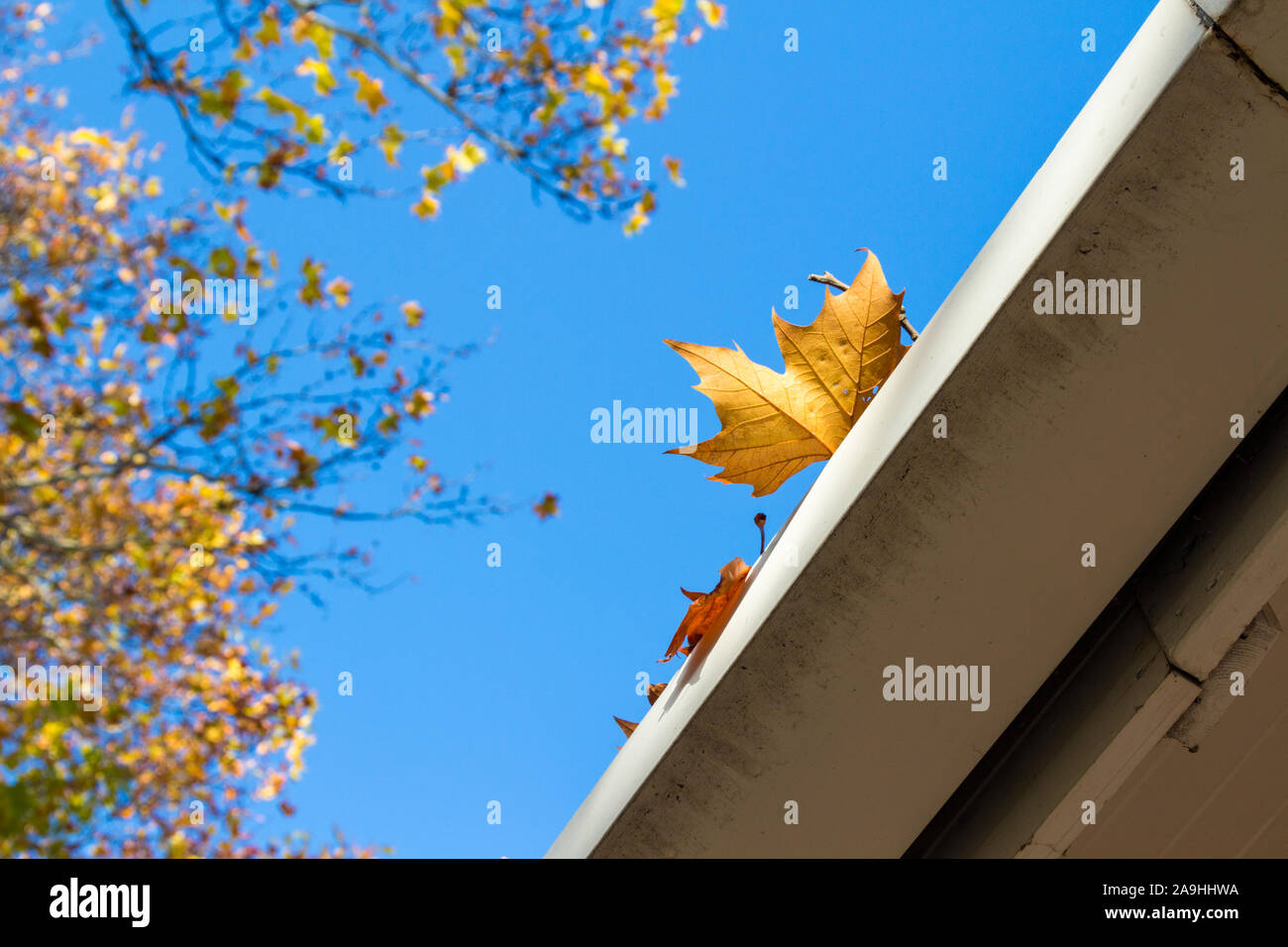 Autumn leaf of London plane tree Platanus x acerifolia on roof gutter shot from below, Sopron, Hungary Stock Photo