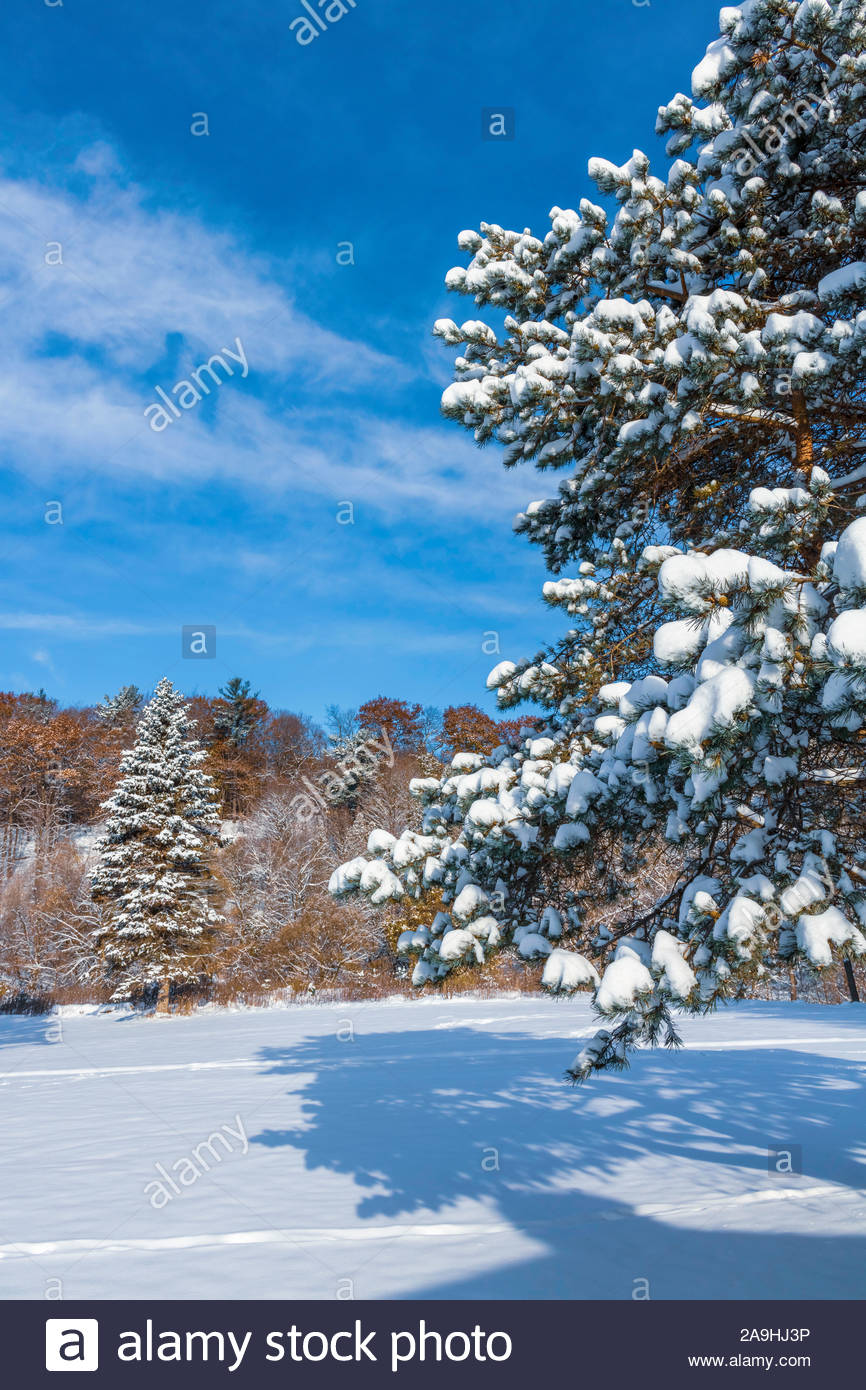 Evergreen Trees In Winter High Resolution Stock Photography and Images ...
