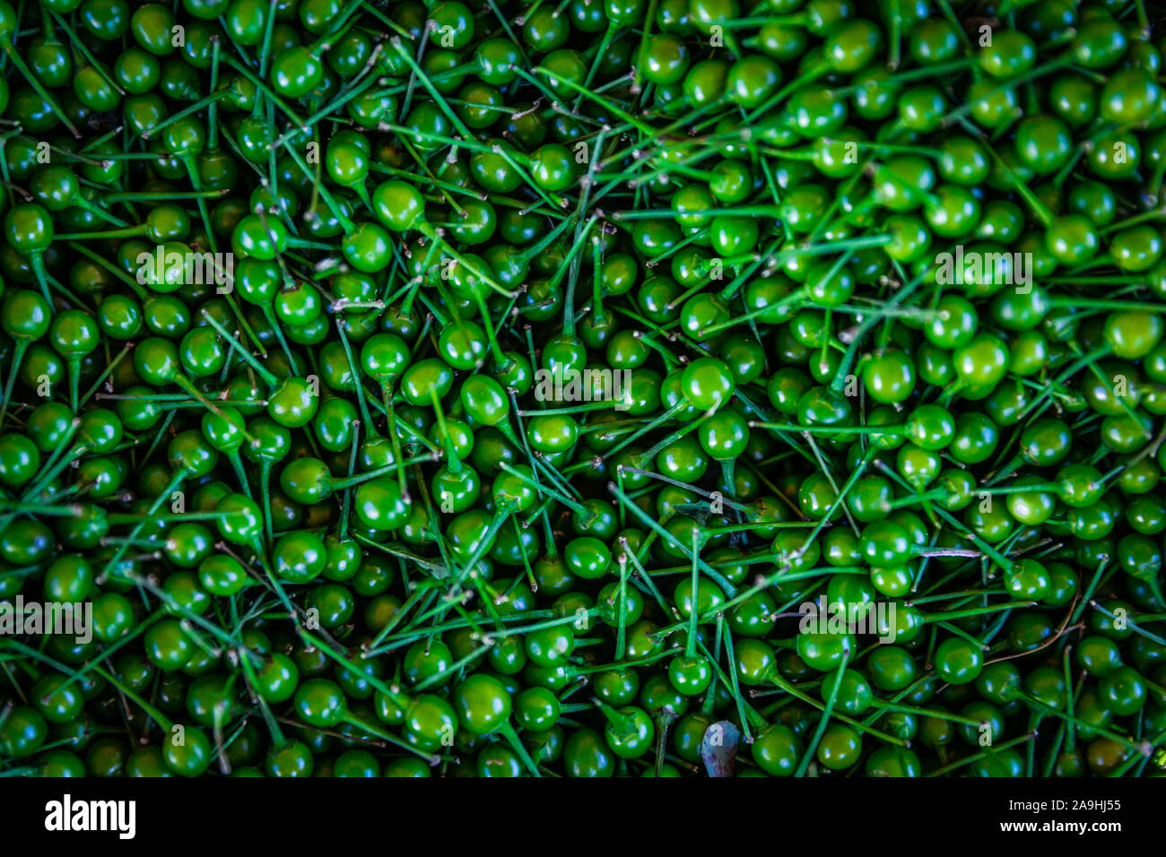 Chiltepin, green chitepin chili. Typical of the Sonoran region, sold in bulk in the town of Mazocahui, it is part of the route of the Sonora River, Me Stock Photo