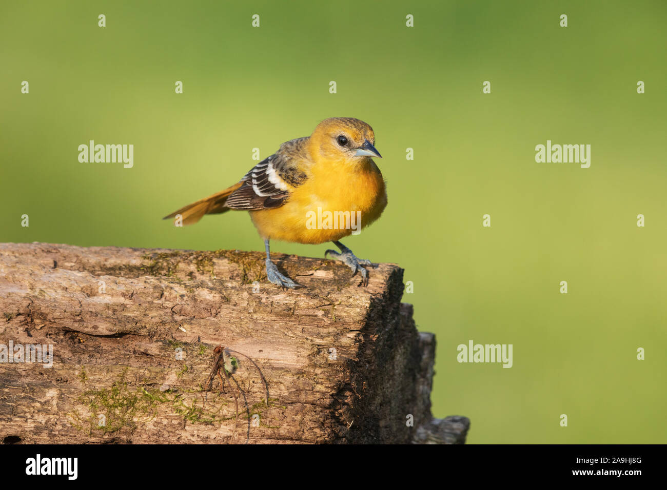 Female Baltimore oriole standing on a log in northern Wisconsin. Stock Photo