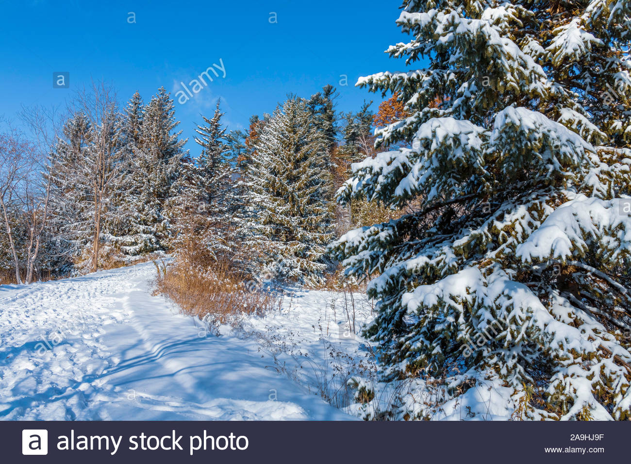 Snow On Evergreen Tree High Resolution Stock Photography and Images - Alamy