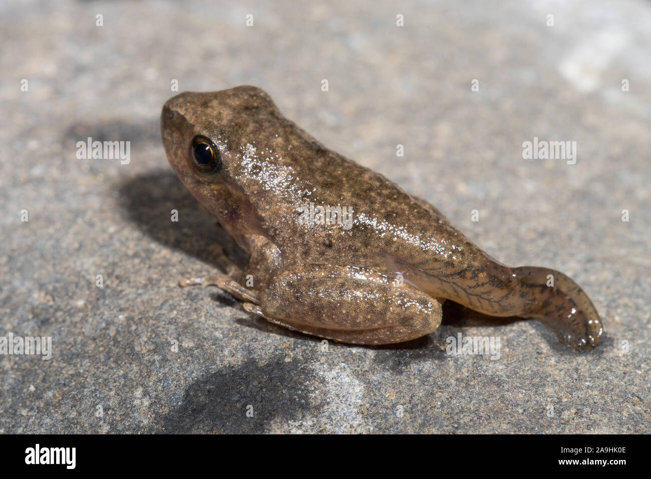 Tadpole turning into a frog Stock Photo - Alamy