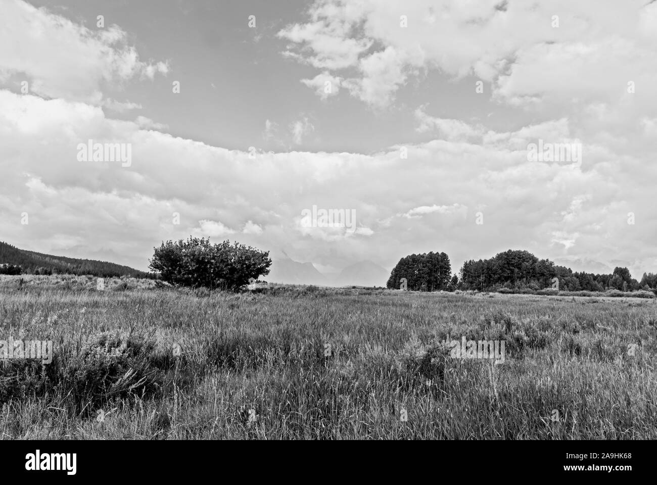 Meadows with trees under skies with white fluffy clouds. Stock Photo