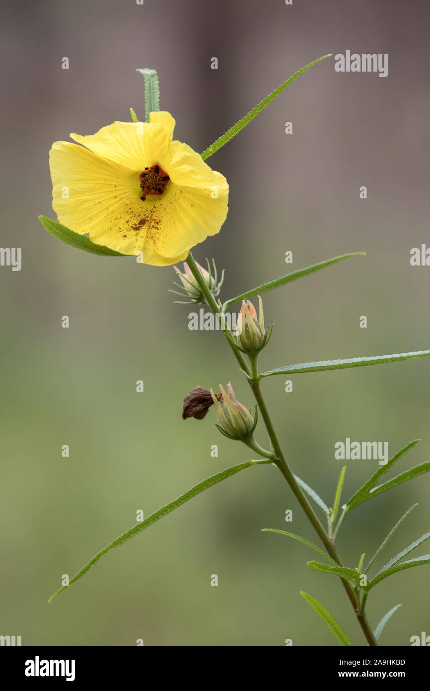 Australian native Yellow Hibiscus plant Stock Photo