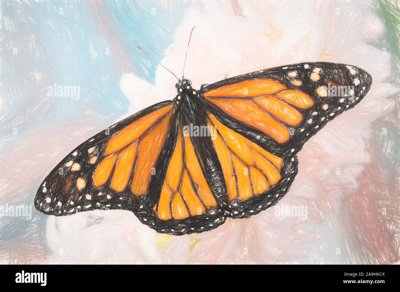 Butterfly cartoon drawing hi-res stock photography and images - Alamy Butterfly cartoon drawing hi-res stock photography and images - Alamy