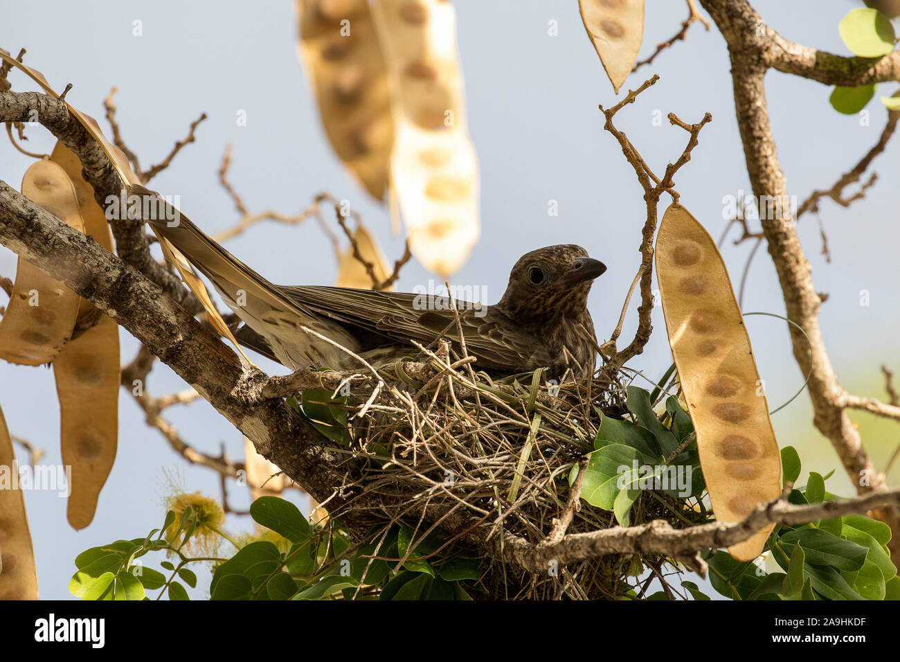 Female Fig Bird building nest Stock Photo Alamy
