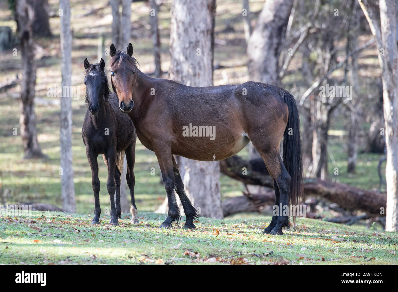 Wild Horses or Brumby's, Koombit Tops National Park Queensland Australia Stock Photo
