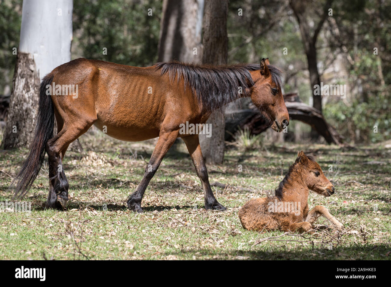 Wild Horse or Brumby with foal, Koombit Tops National Park Queensland Australia Stock Photo