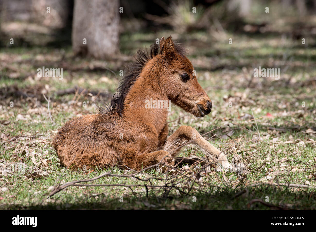 Wild Horse or Brumby foal, Koombit Tops National Park Queensland Australia Stock Photo