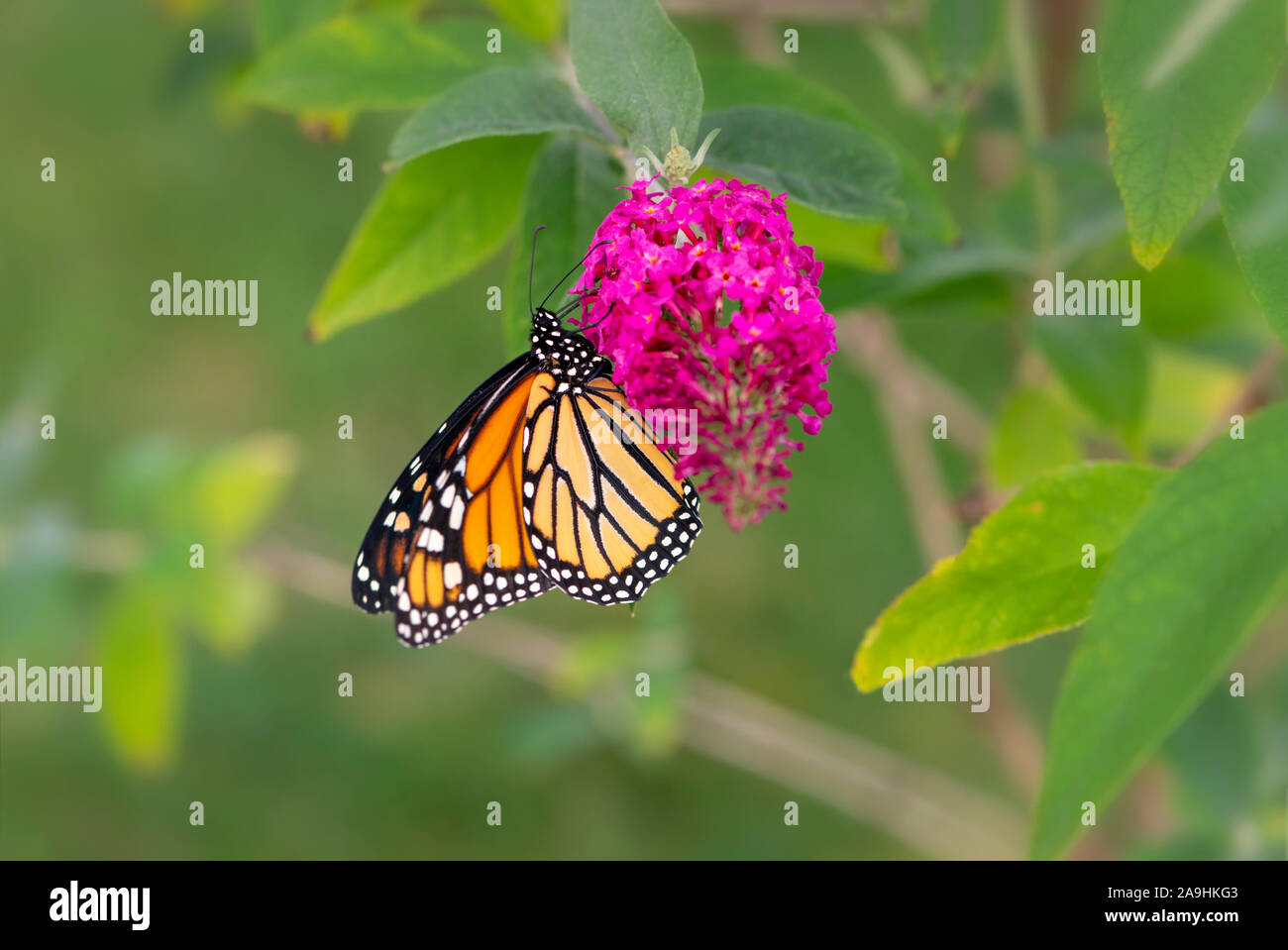 Monarch butterfly danaus plexippus feeding on a pink flower of a ...