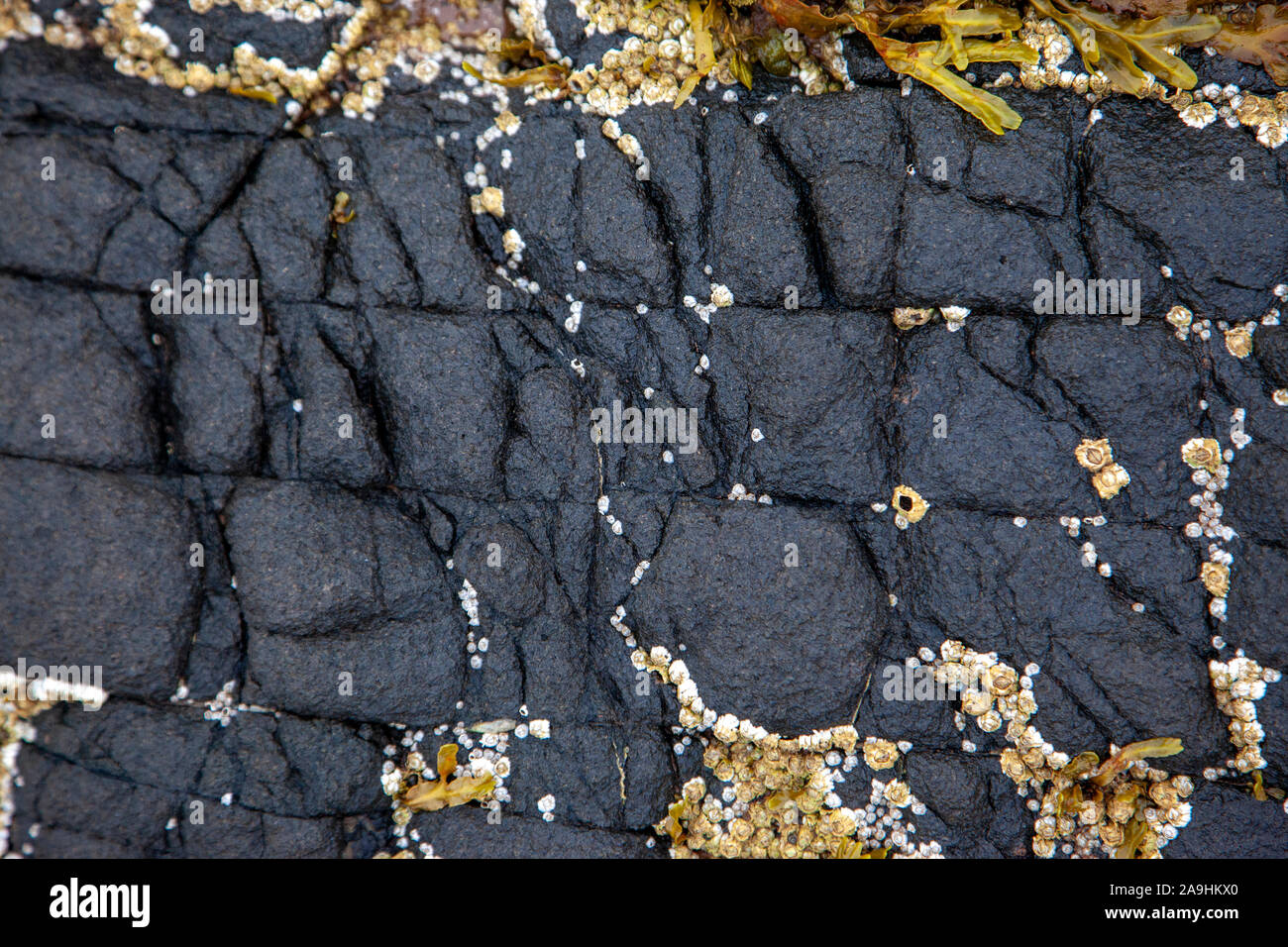 slipperly black rocks with cracks from the tide and barnacles Stock ...