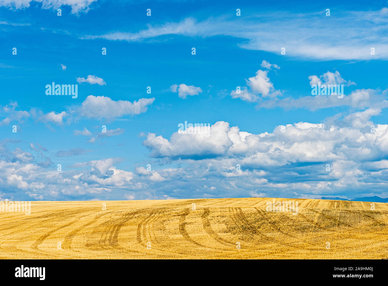 Yellow harvested grain fields under a blue sky with white fluffy clouds. Stock Photo