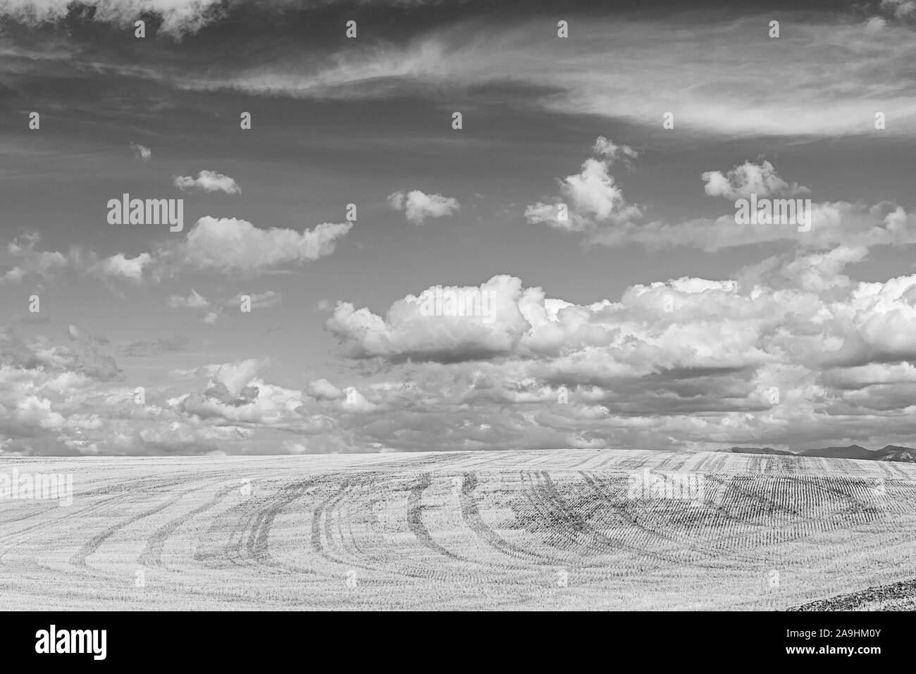 Looking out over harvested fields with fluffy white clouds in the sky. Stock Photo