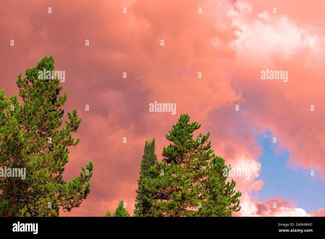 Looking at tops of pine trees at sunset with colorful clouds. Stock Photo