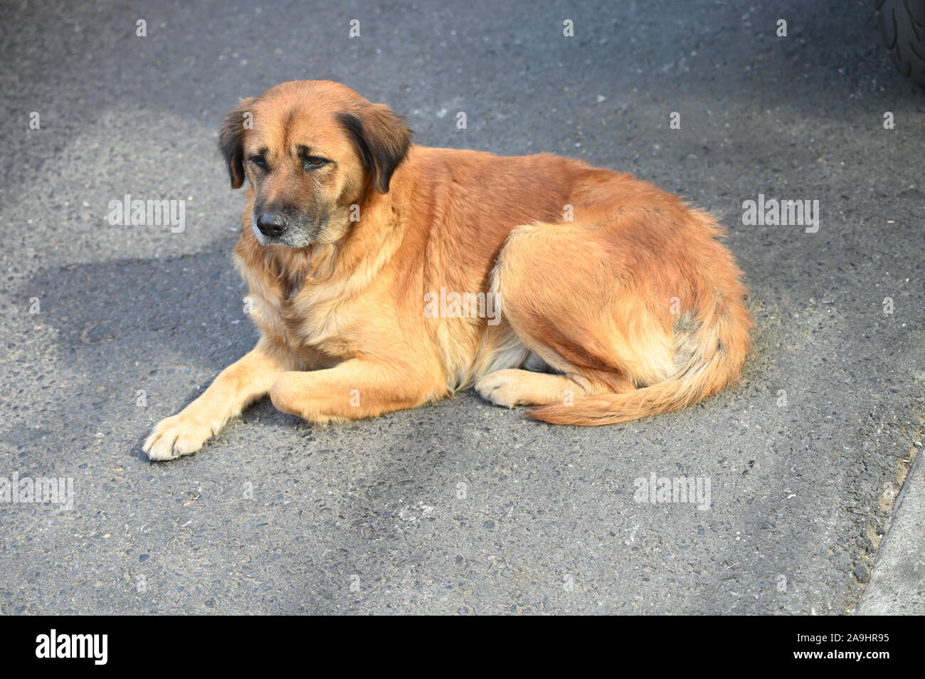 lonely street dog on a road in Shanghai Stock Photo
