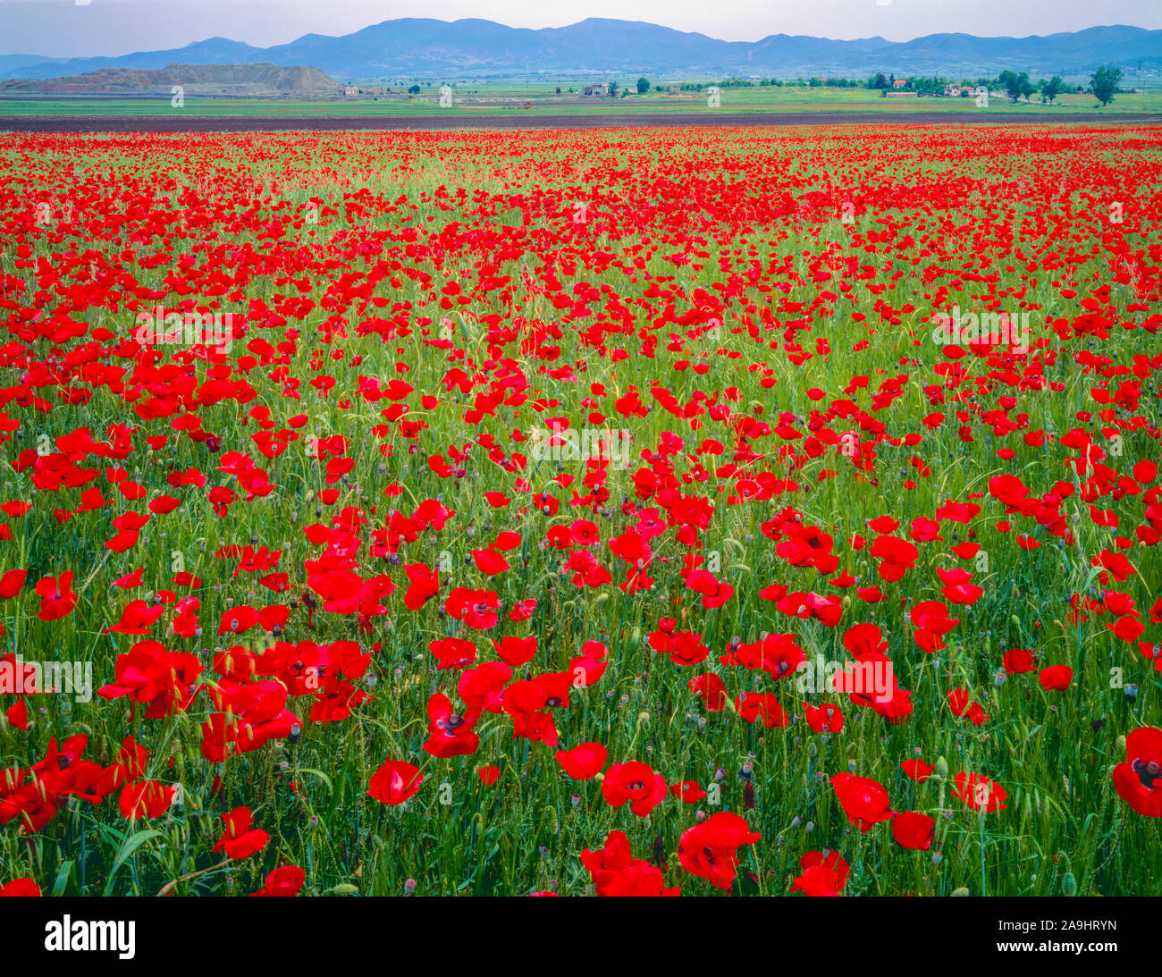 Poppies in central Greece, Thessaly Regio, PIndos Mountains Stock Photo