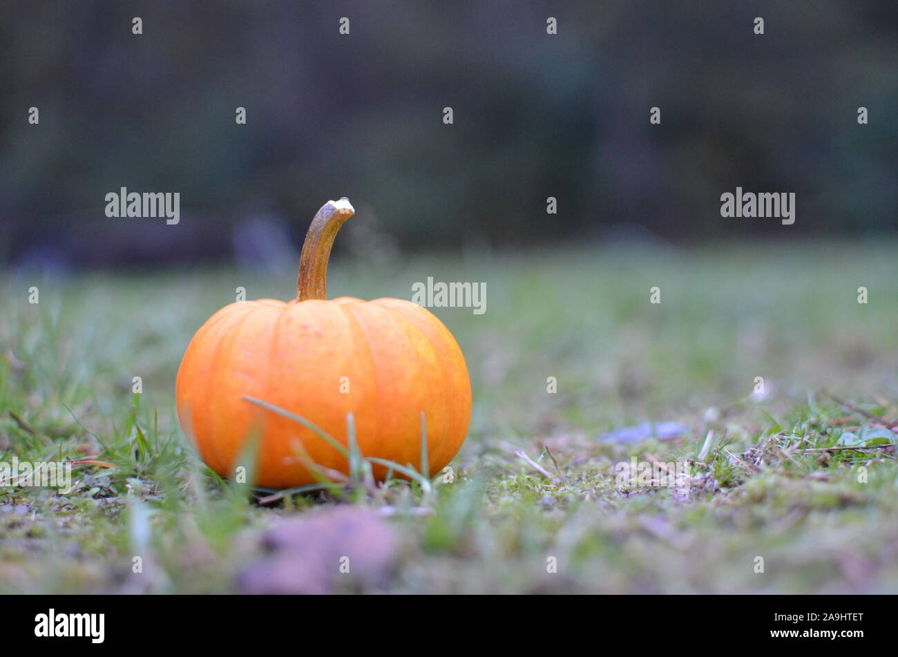 A small pumpkin with a blurred background Stock Photo