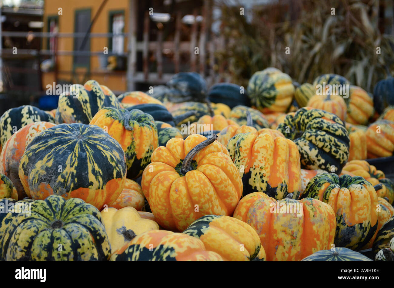 Lots of little pumpkins; small and very colorful Stock Photo