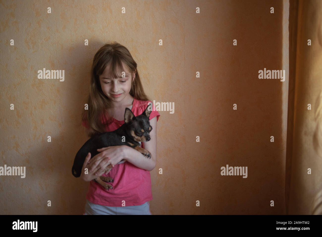 Child Girl Plays With Little Dog Black Hairy Chihuahua Doggy Girl