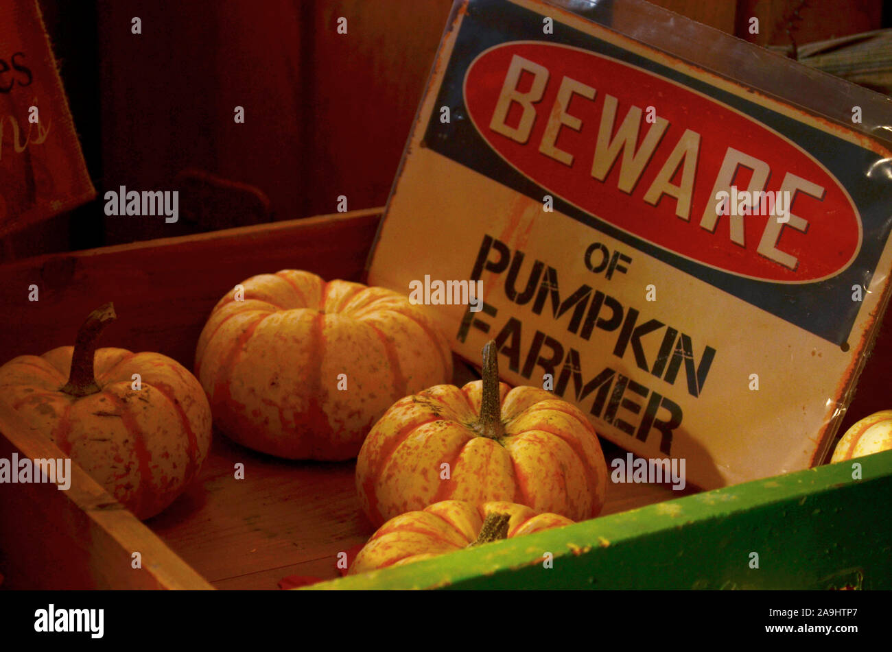 A 'Beware of pumpkin farmer' sign next to 5 small pumpkins Stock Photo