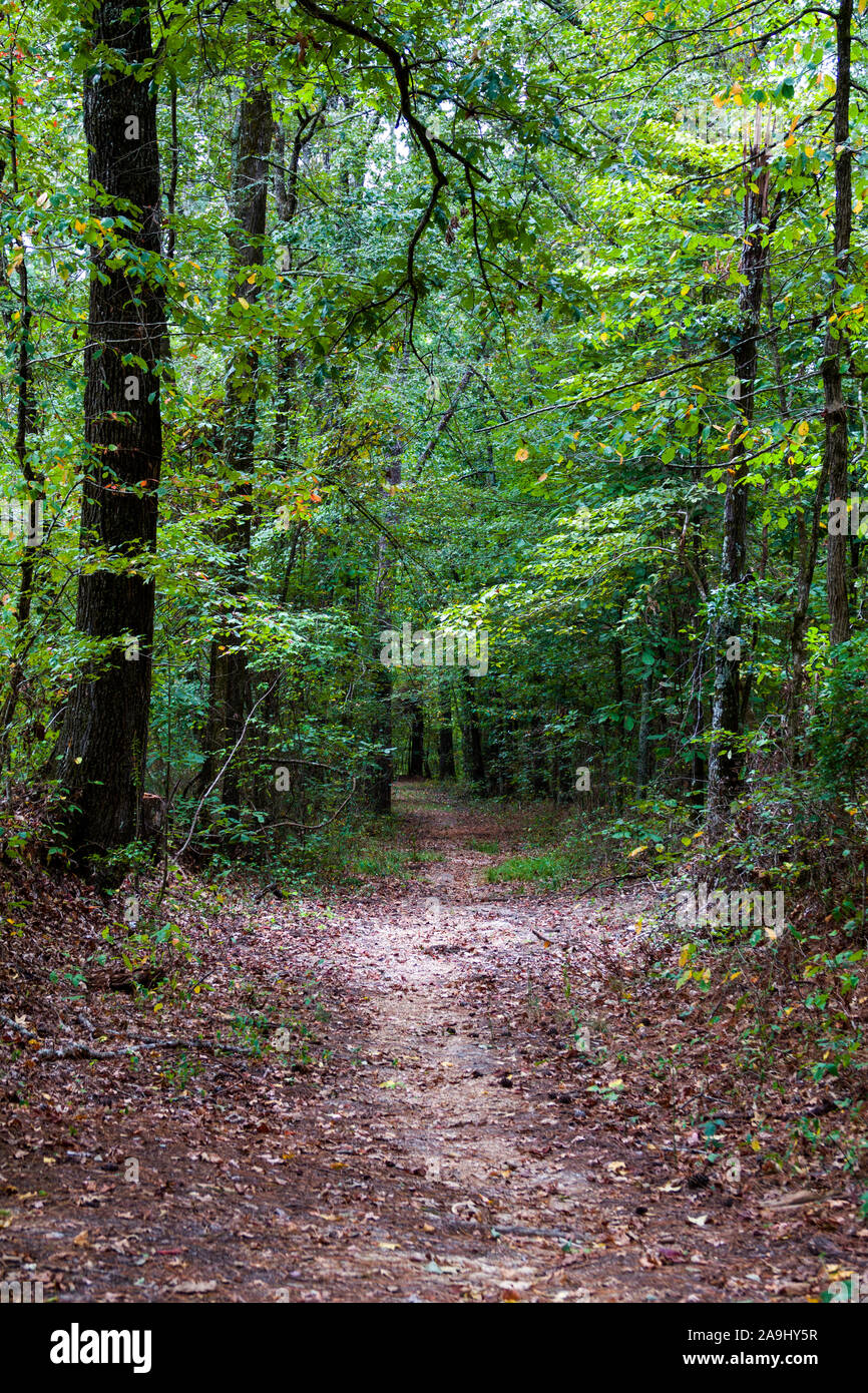 Original Old Trace trail on the Natchez Trace Parkway Mississippi MS ...