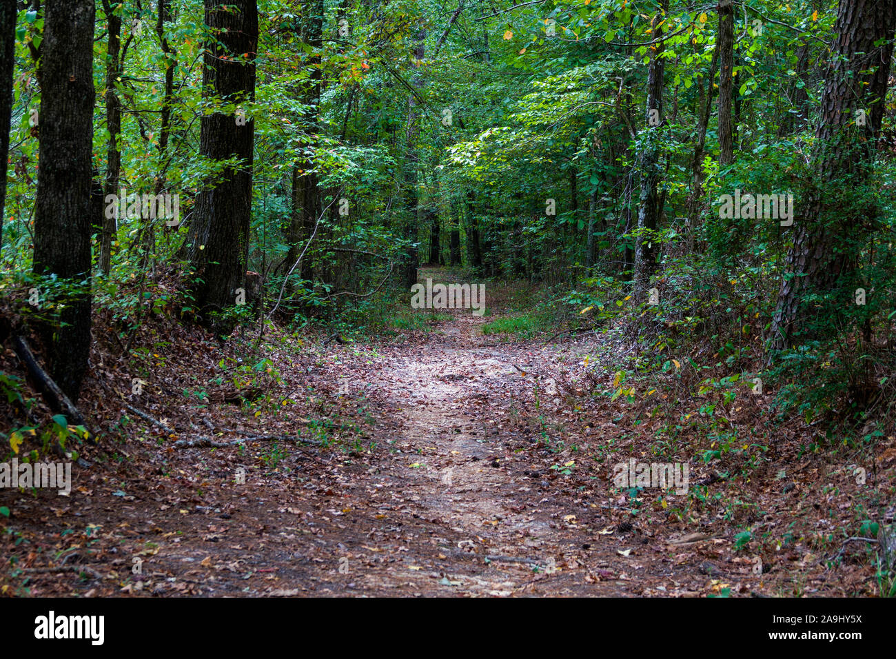 Original Old Trace trail on the Natchez Trace Parkway Mississippi MS ...