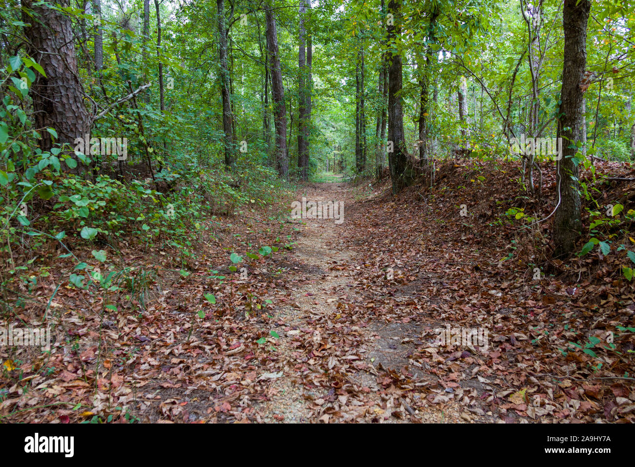 Original Old Trace trail on the Natchez Trace Parkway Mississippi MS ...
