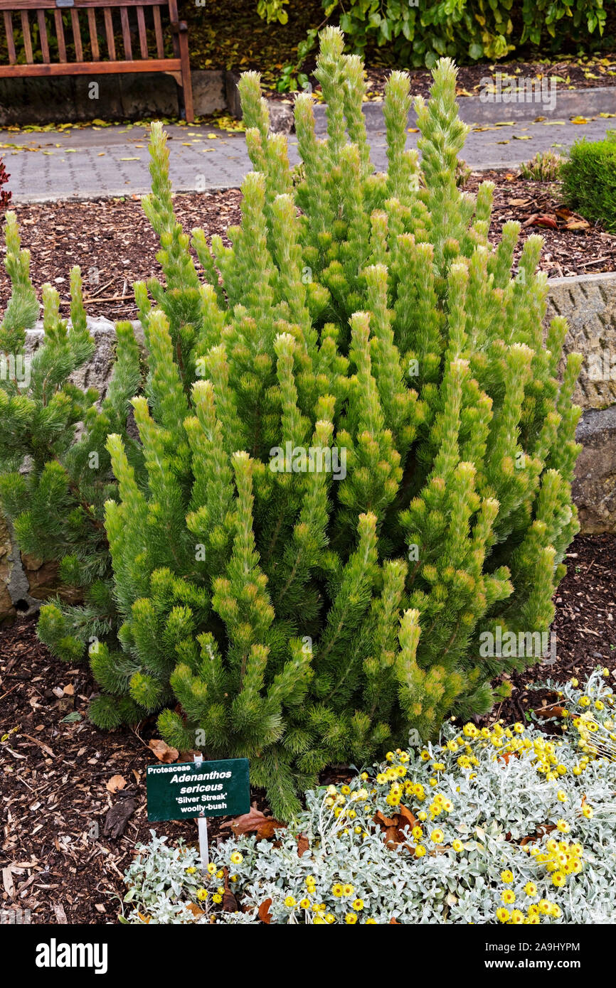 Hobart Australia / The Royal Tasmanian Botanaical Gardens in Hobart,Tasmania. Adenanthos Sericeus,silver streak woolly bush. Stock Photo