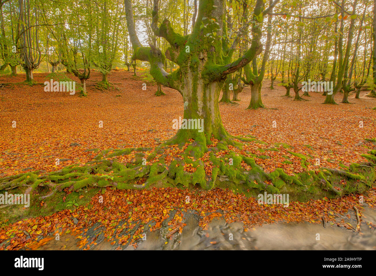 Chiltern Hills, Woodland, Wildlife, Beechwood