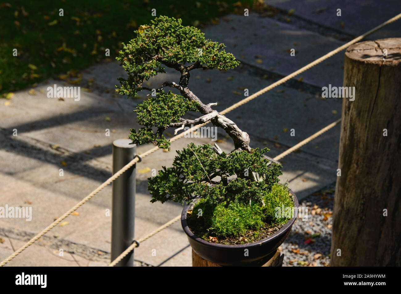 Bonsai tree in the Quito Botanical Gardens, Quito, Ecuador Stock Photo