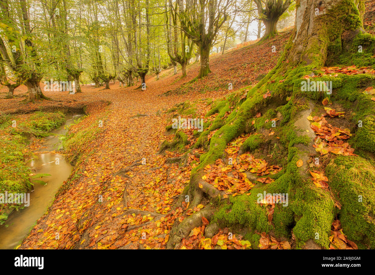 Beechwood trees in fall,  Otzaretta Forest, Gorbea Natural Park, Spain, Basque Country forest park, Often called obne of the World's most beuatiful fo Stock Photo