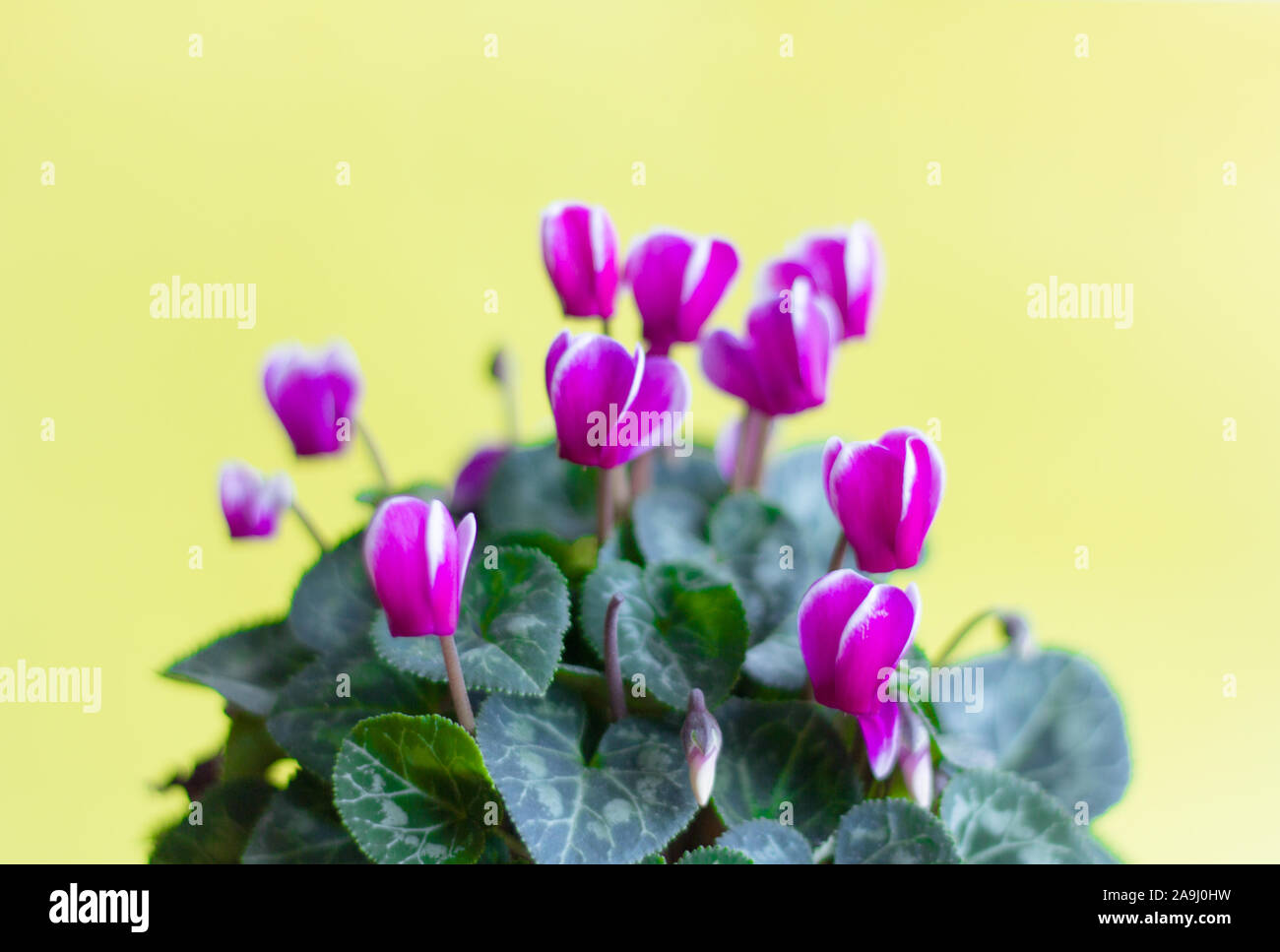 Beautiful Blooming Purple Cyclamen Flower On Yellow Background Stock Photo Alamy
