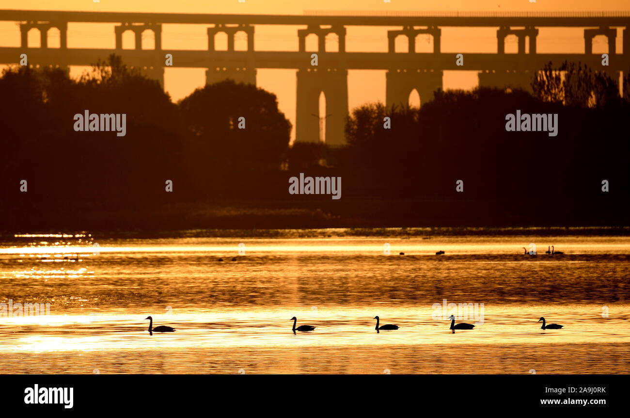 Beijing, China's Henan Province. 14th Nov, 2019. White swans swim at a wetland in Sanmenxia City, central China's Henan Province, Nov. 14, 2019. Credit: Hao Yuan/Xinhua/Alamy Live News Stock Photo