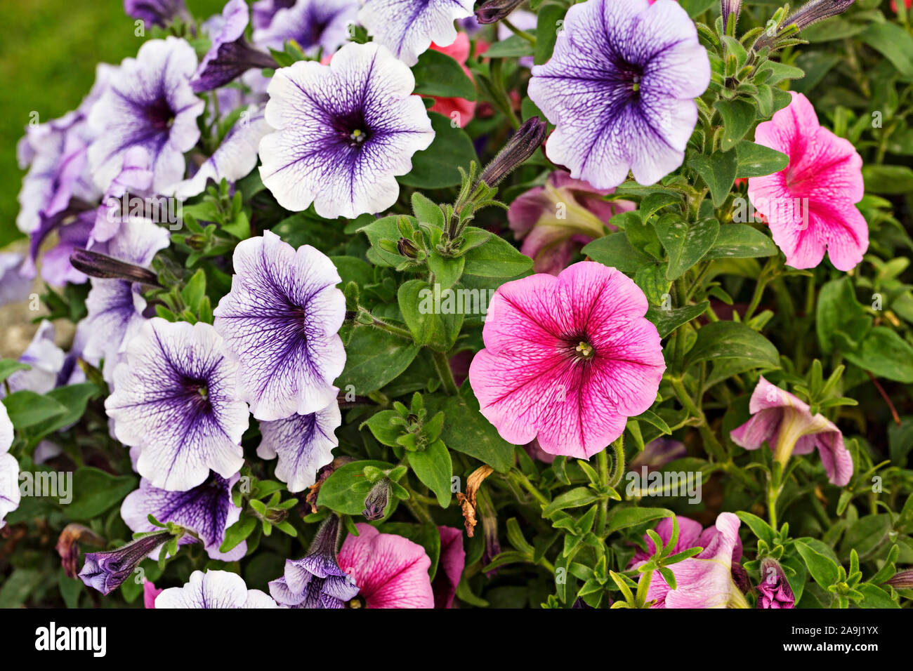 Hobart Australia /Hobart Australia / The Royal Tasmanian Botanical Gardens in Hobart,Tasmania.Close up of multi coloured Petunia flowers. Stock Photo