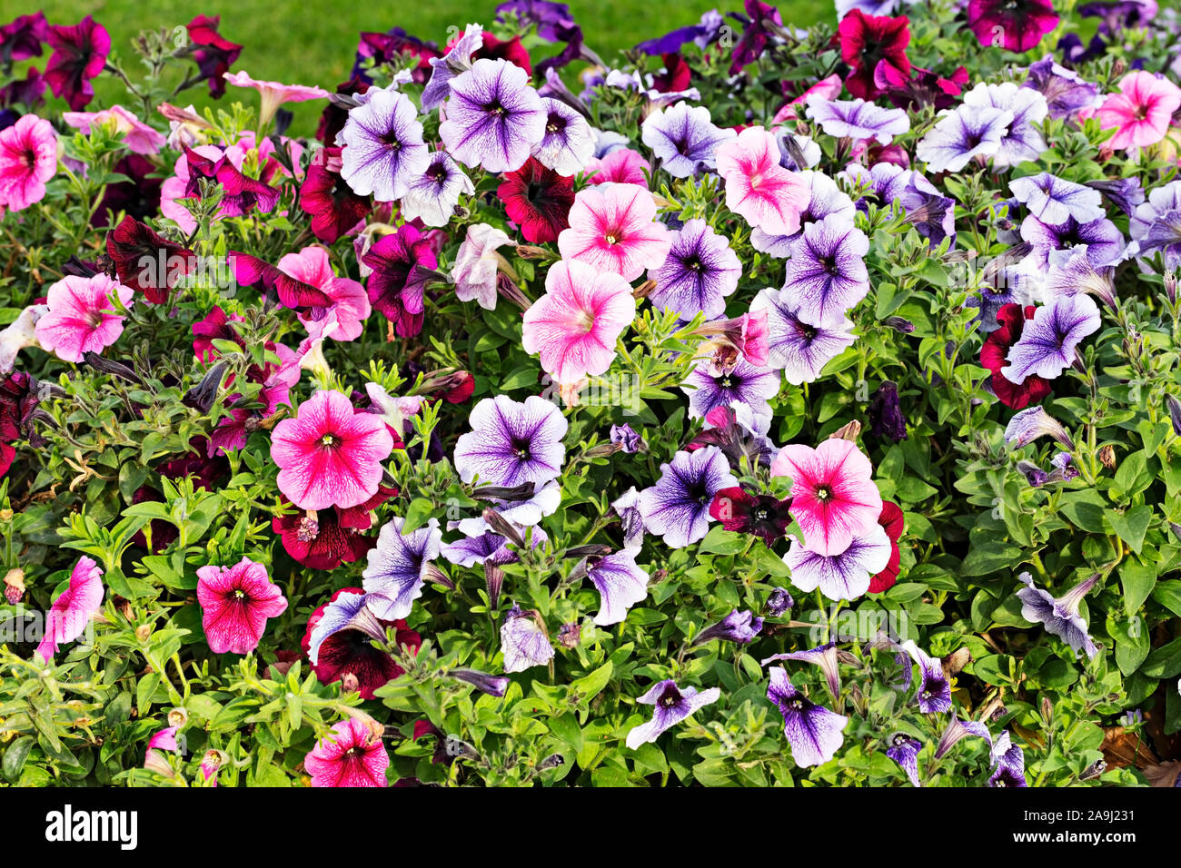 Hobart Australia  / The Royal Tasmanian Botanical Gardens in Hobart,Tasmania. Close up of multi coloured Petunia flowers. Stock Photo