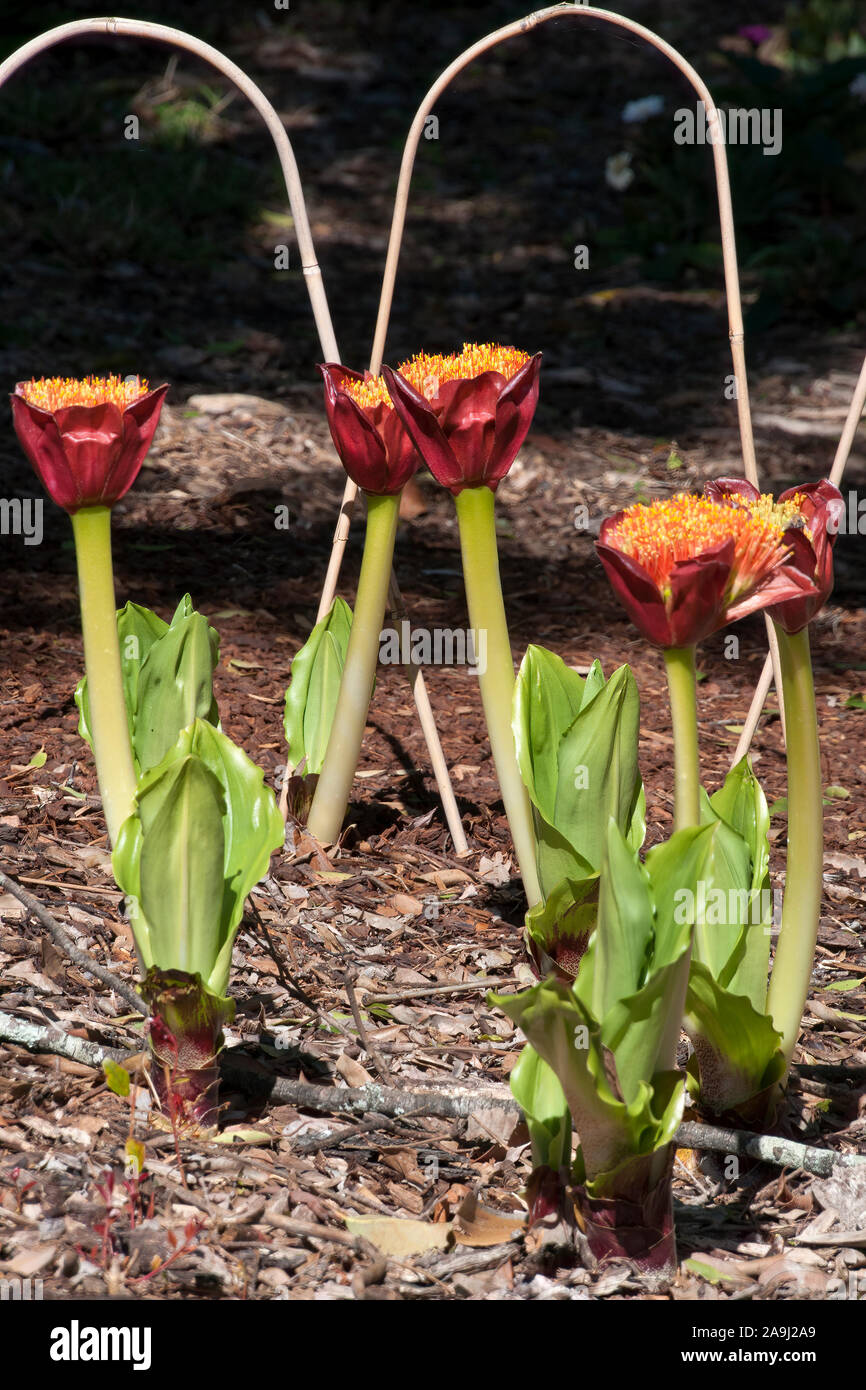 Sydney Australia, Scadoxus puniceus or Paintbrush lily flower stalks in