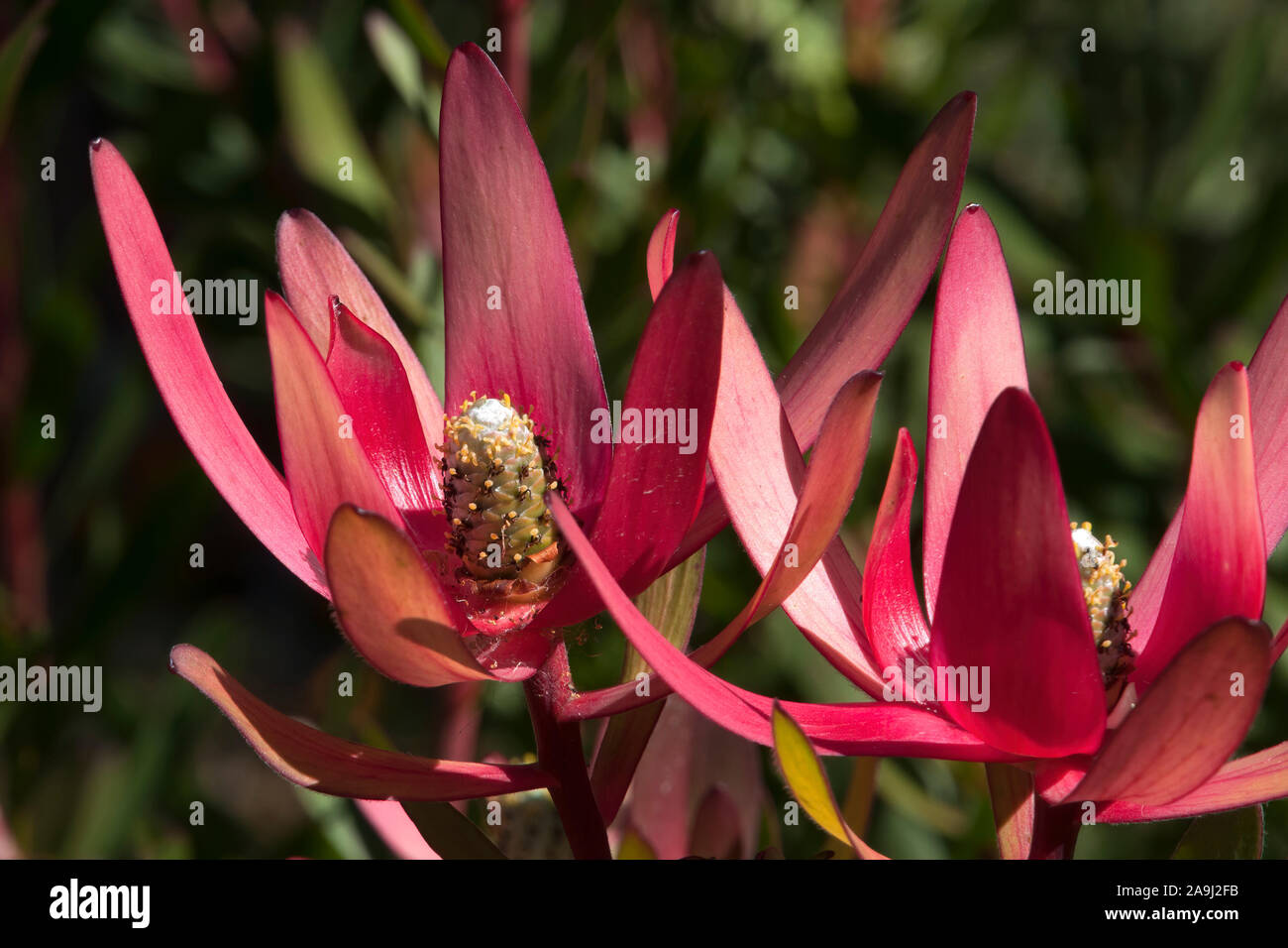 Sydney Australia, flowers of a Leucadendron X laureolum or Safari Sunset protea Stock Photo