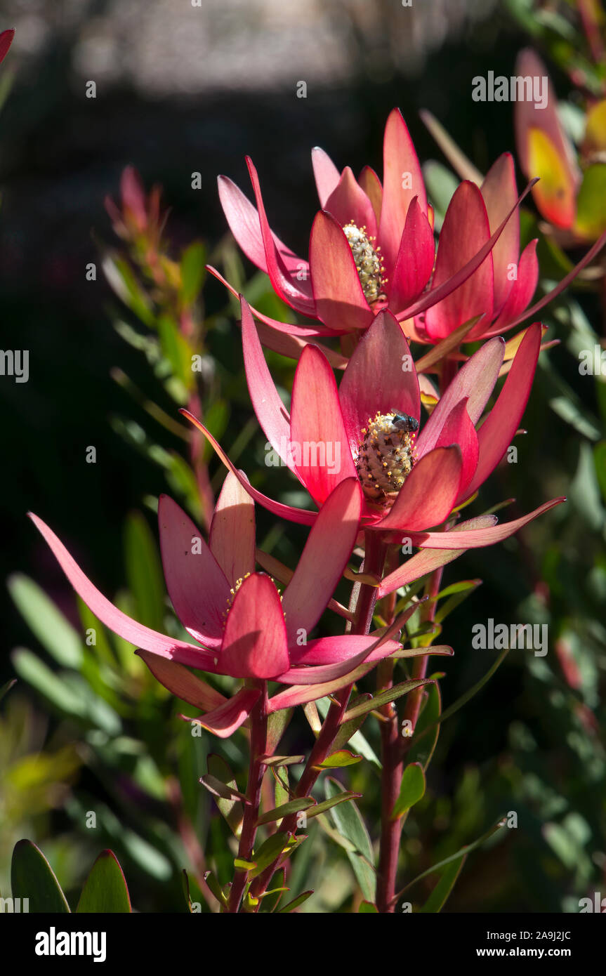 Sydney Australia, flowers of a Leucadendron X laureolum or Safari Sunset protea Stock Photo