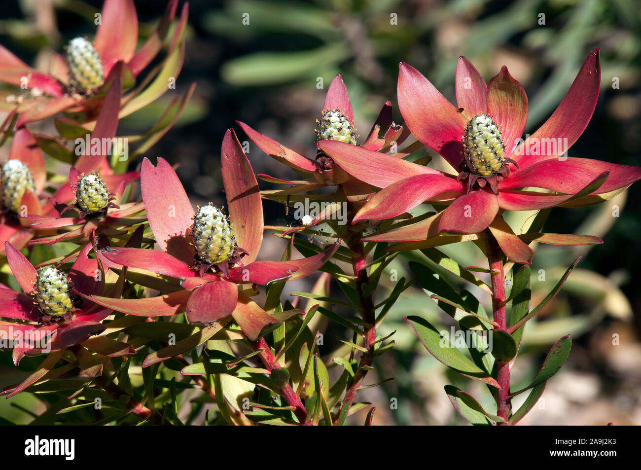 Sydney Australia, flower stems of a Leucadendron X laureolum or Safari Sunset protea Stock Photo