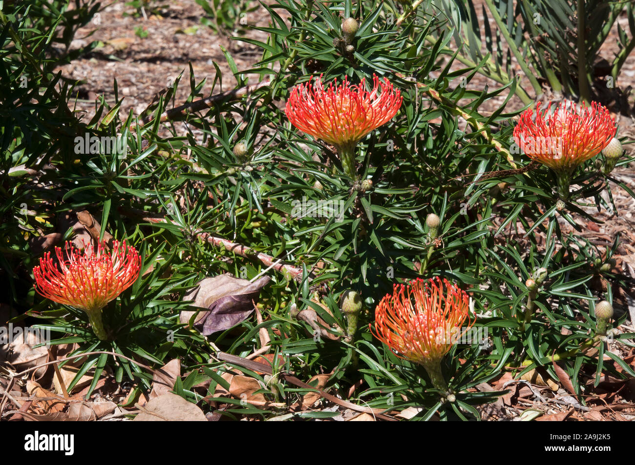 Sydney Australia, bright orange flowerheads of a Leucospermum x lineare bush in garden Stock Photo