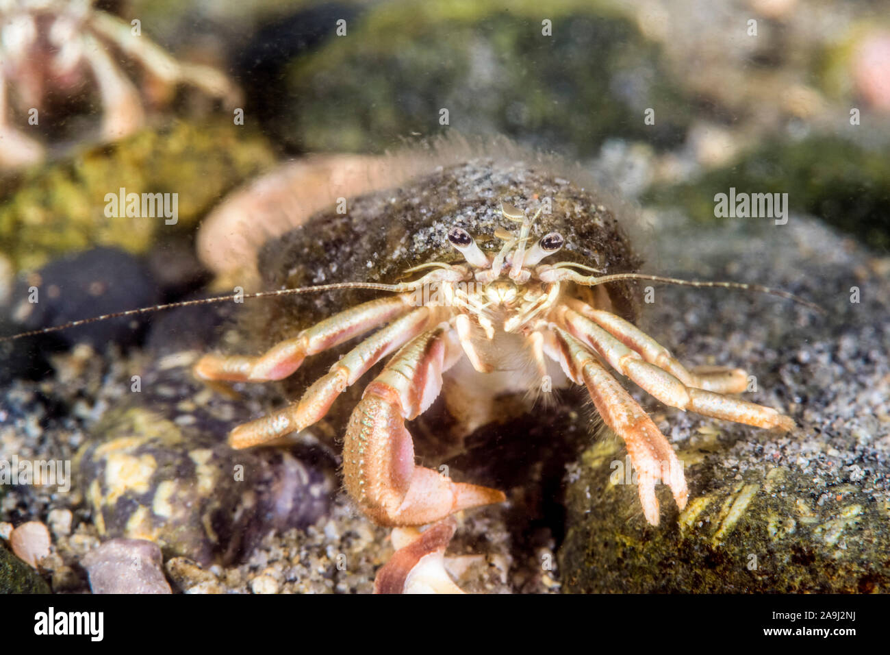 Long wristed hermit crab hi-res stock photography and images - Alamy