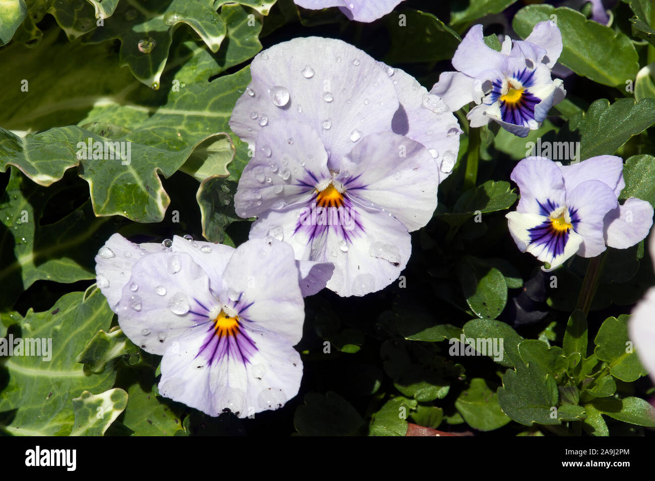 Sydney Australia, flowerbed with mauve pansies after rain Stock Photo