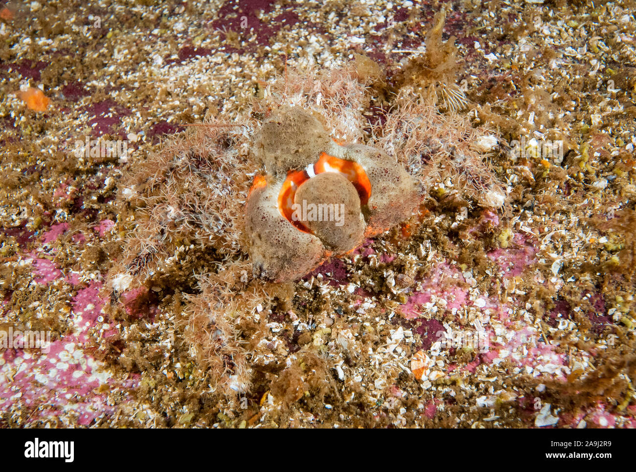 heart crab, or flatspine triangle crab, Phyllolithodes papillosus, Sechelt Inlet, British Columbia, Canada, Pacific Ocean Stock Photo