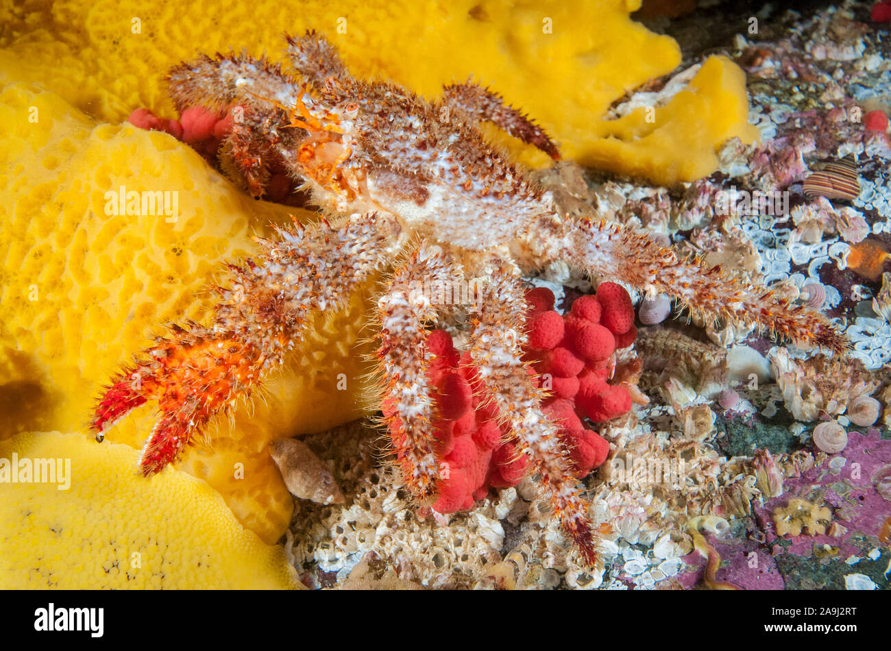 hairy spined crab, Acantholithodes hispidus, walking over sulfur sponge, Myxilla lacunosa, red soft coral, Alcyonum species, and acorn barnacles, Brow Stock Photo