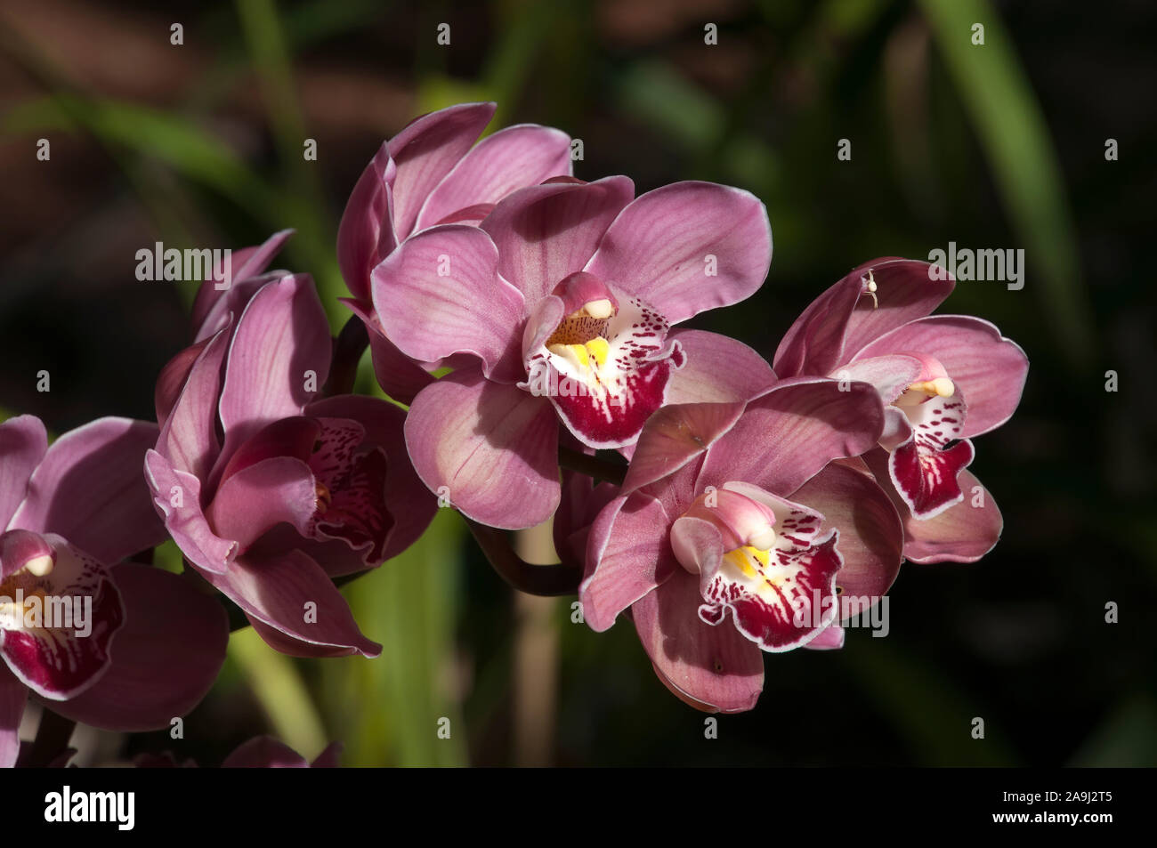 Sydney Australia, stem of lilac orchid flowers in sunshine Stock Photo