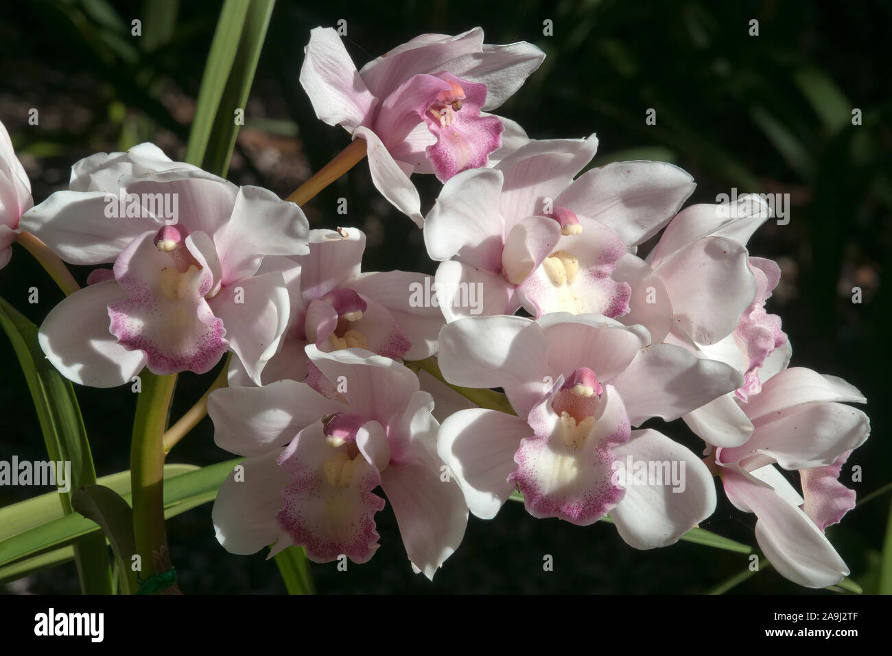 Sydney Australia, stem of pale pale pink orchid flowers in garden Stock Photo
