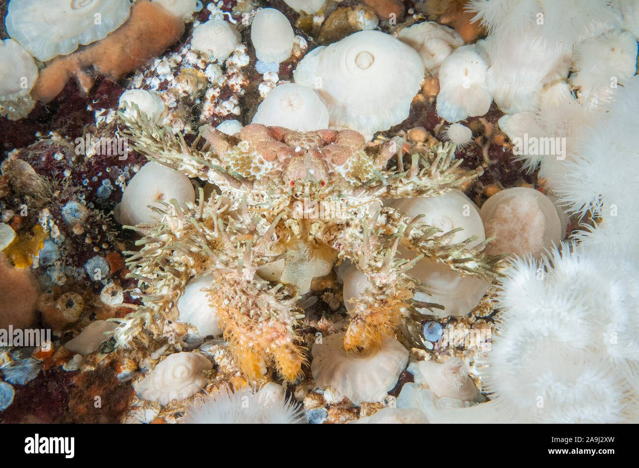 rhinoceros crab, or golf-ball crab, Rhinolithodes wosnessenskii, walking over plumose anemone, Metridium senile, Browning Pass, British Columbia, Cana Stock Photo